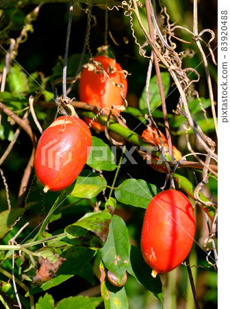 Lucky crow uri 83920488