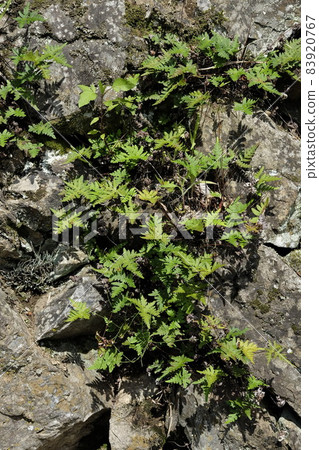 Himeurajiro growing in the stone wall 83920767