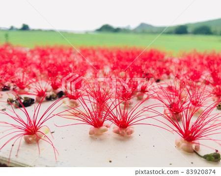 Salix babylonica flowers fall on the ground Salix babylonica flowers fall on the ground 83920874