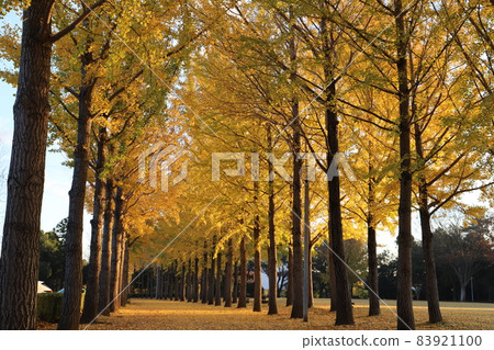 Ginkgo trees lined with autumn leaves at Science Expo Memorial Park 83921100