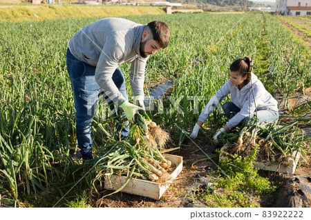 Man and woman harvest crop of onions on the field 83922222