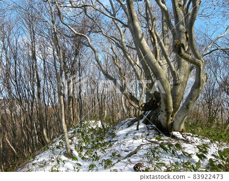 鳥海山原和岡路。山脊上的大山毛櫸樹和剩餘的雪 83922473
