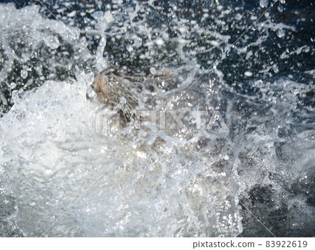 Victorian view of Canada Victorian view of Canada 83922619