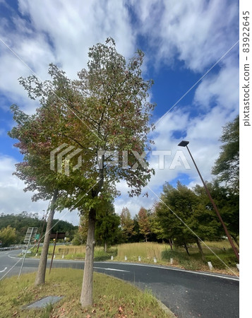 Kyoto Jukan Expressway Nantan Service Area Autumn Sunny and Autumn Leaves 83922645