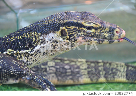 Striped monitor lizard, or water monitor lizard, kabaragoya (Latin. Varanus salvator) Striped monitor lizard, or water monitor lizard, kabaragoya (Latin. Varanus salvator) 83922774
