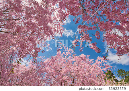 [Nara Prefecture] April, weeping cherry blossoms in full bloom, Takami no Sato 83922859