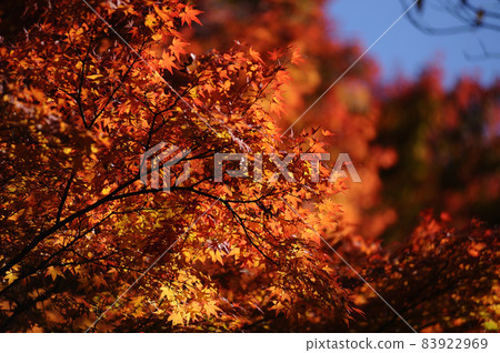 Autumn scenery Autumn scenery 83922969