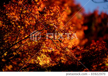 Autumn scenery Autumn scenery 83922970