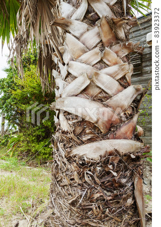 Palm tree trunk up 83923372