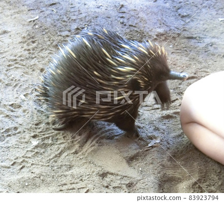 The moment when the echidna is sweetened by the keeper The moment when the echidna is sweetened by the keeper 83923794