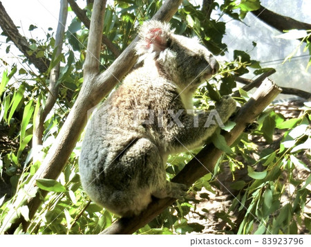 Eating eucalyptus on a koala tree Eating eucalyptus on a koala tree 83923796
