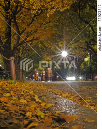 Gingko line trees in front of Jingu Gaien 83923842