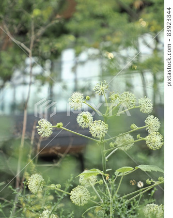 Plants that bloom in the city 83923844