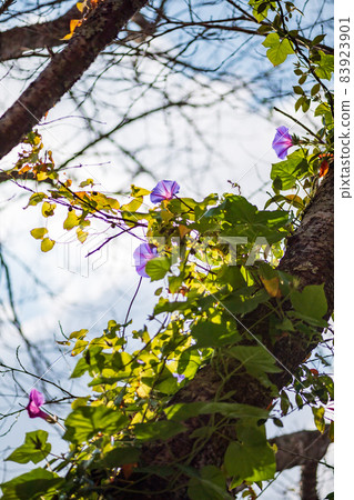Scenery of Minka Mura with beautiful autumn leaves Scenery of Minka Mura with beautiful autumn leaves 83923901