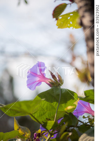 Scenery of Minka Mura with beautiful autumn leaves Scenery of Minka Mura with beautiful autumn leaves 83923902