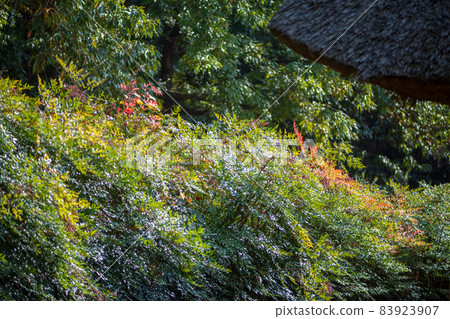 Scenery of Minka Mura with beautiful autumn leaves Scenery of Minka Mura with beautiful autumn leaves 83923907