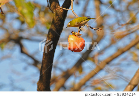White-eye crow White-eye crow 83924214