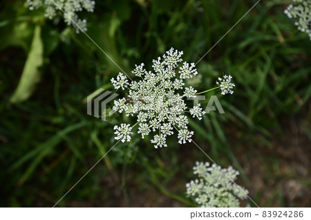 Wild carrots commonly found in Furano, Hokkaido 83924286