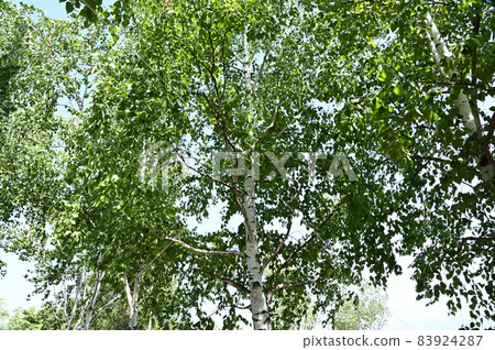 Shirakaba Forest in a park in Furano Town, Hokkaido 83924287