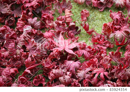 Withered leaves of kaede Momiji 83924354