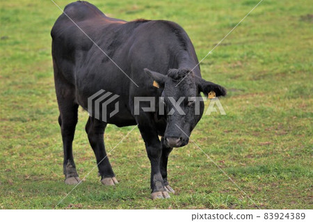 Ranch scenery, Japanese beef Ranch scenery, Japanese beef 83924389