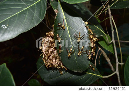 Eastern Yellowjacket paper wasps hive in green leaf plant tree, Group of European hornet or Common Vespa in forest, Yellow and black stripes on the body of tropical poisonous insect 83924461