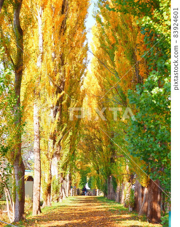 Autumn scenery of Hokkaido Hokkaido University Poplar avenue of autumn leaves 83924601