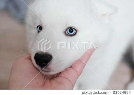 woman's hand stroking her white laika dog. puppy with blue eyes looking at camera. portrait of purebred yakutiam laika dog 83924934