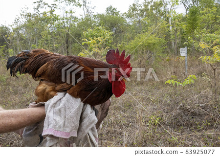 A Rooster In Hand 83925077
