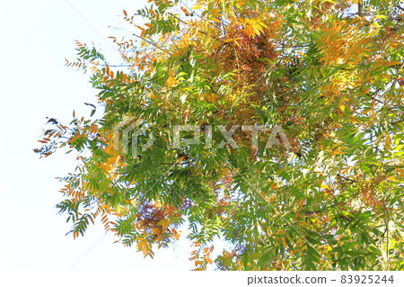 中國開心果的秋葉和紅色果實 83925244
