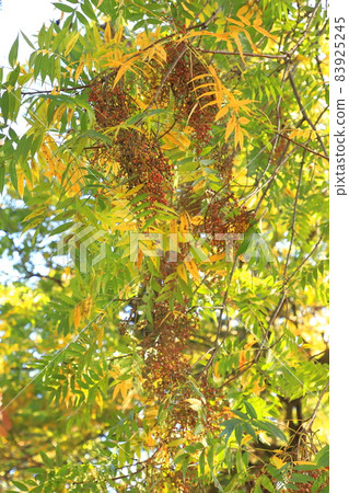 Autumn leaves and red fruits of Chinese pistache 83925245