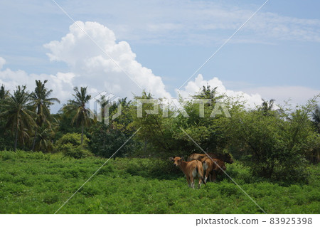 Landscape of Gilimeno Island, Indonesia 83925398