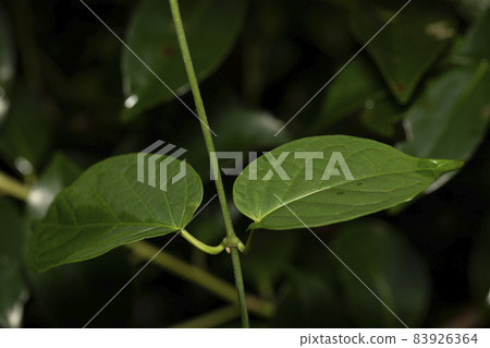 Kijoran leaf Kijoran leaf 83926364