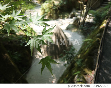 Deep green maple 83927028