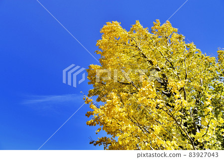 Blue sky and ginkgo biloba 83927043