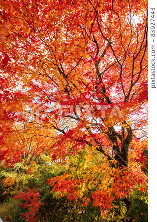 Autumn pattern of Kikuchi Shrine with beautiful autumn leaves of red maple and blue maple colored in bright red Autumn pattern of Kikuchi Shrine with beautiful autumn leaves of red maple and blue maple colored in bright red 83927443