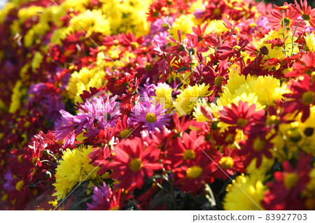 Colorful small chrysanthemum 83927703