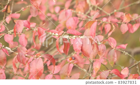 錦木 錦木 83927831