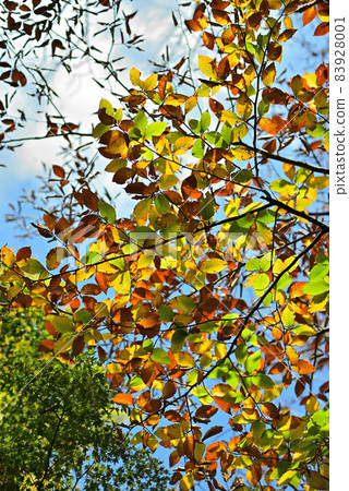 Really beautiful autumn leaves of beech 83928001