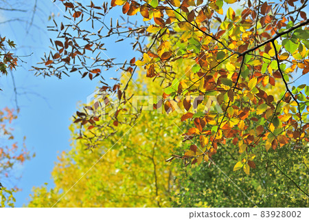 Really beautiful autumn leaves of beech 83928002