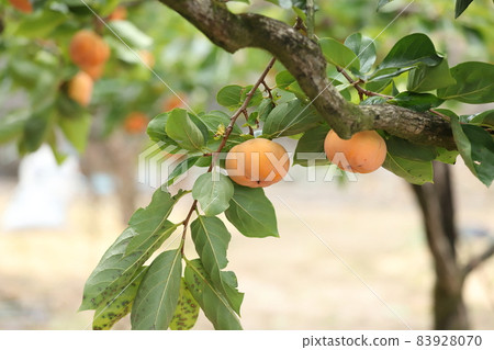 奉獻柿子 天野柿子 靜岡縣伊豆之國市 奉獻柿子 天野柿子 靜岡縣伊豆之國市 83928070