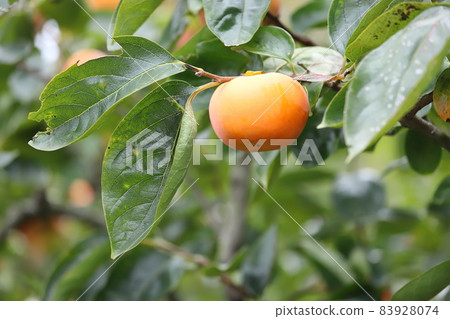 奉獻柿子 天野柿子 靜岡縣伊豆之國市 奉獻柿子 天野柿子 靜岡縣伊豆之國市 83928074