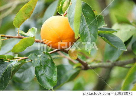 奉獻柿子 天野柿子 靜岡縣伊豆之國市 奉獻柿子 天野柿子 靜岡縣伊豆之國市 83928075