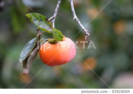 奉獻柿子 天野柿子 靜岡縣伊豆之國市 奉獻柿子 天野柿子 靜岡縣伊豆之國市 83928084