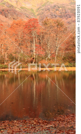 View the autumn leaves by the cutting pond in the mountains View the autumn leaves by the cutting pond in the mountains 83928091