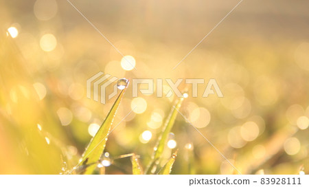 Drops of grass wet with morning dew Drops of grass wet with morning dew 83928111