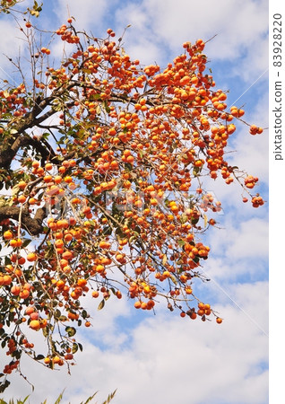 A bell-shaped persimmon that hits the heavens A bell-shaped persimmon that hits the heavens 83928220