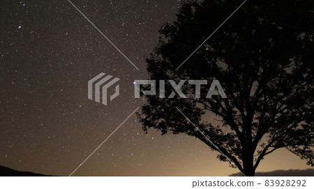Looking up at the night sky through a tree 83928292