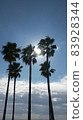 Sun and palm trees | Summer sea 83928344