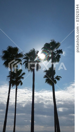 Sun and palm trees | Summer sea 83928344